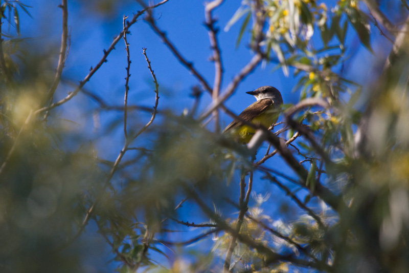 Western Kingbird In Tree
